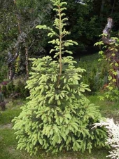 Picea abies 'Aurea' 